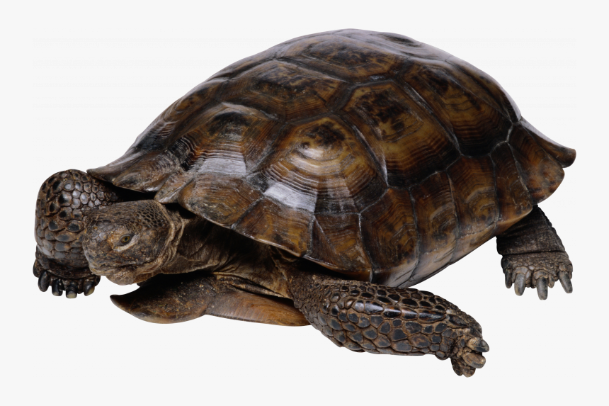 Download For Free Turtle Transparent Png File - Pond Turtle Transparent, Png Download, Free Download