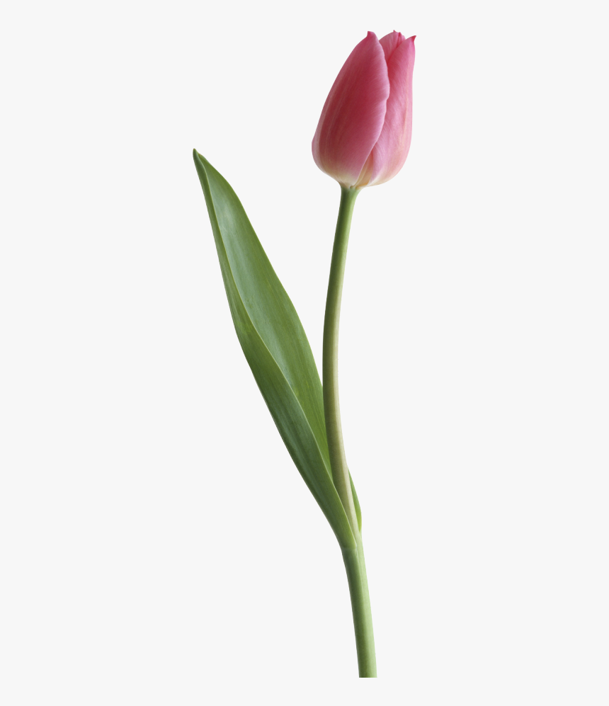 Image Result For Pinterest - Transparent Background Real Tulip Png, Png Download, Free Download