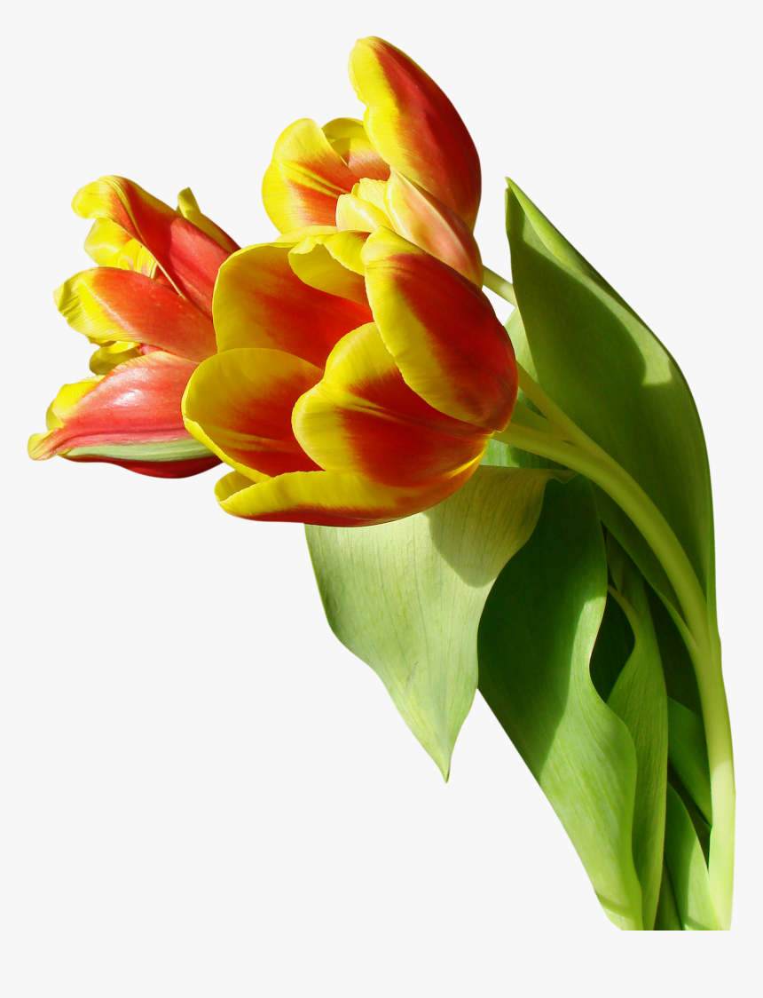 Tulip Png Image - Nature Flower Png Background, Transparent Png, Free Download