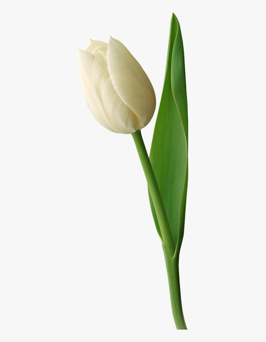 Thumb Image - White Tulip White Background, HD Png Download, Free Download