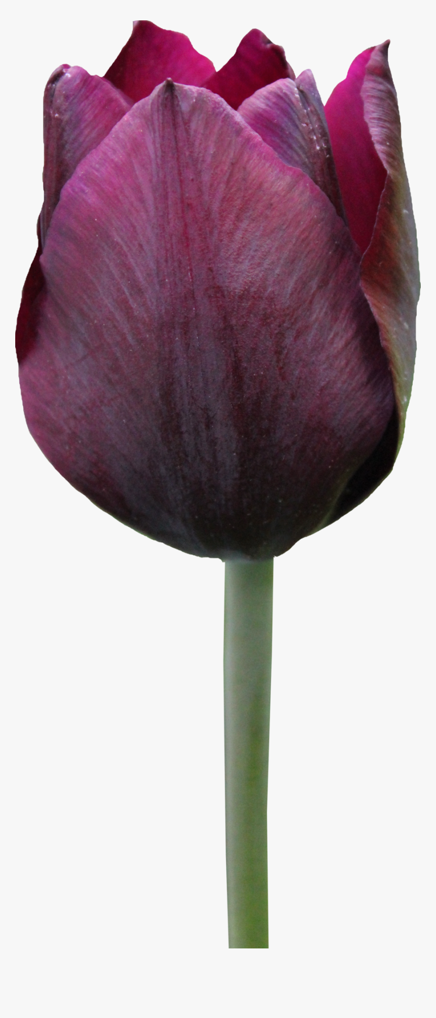 Tulip - Tulipe Png, Transparent Png, Free Download