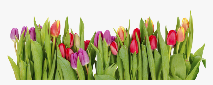 Tulips In A Row, HD Png Download, Free Download