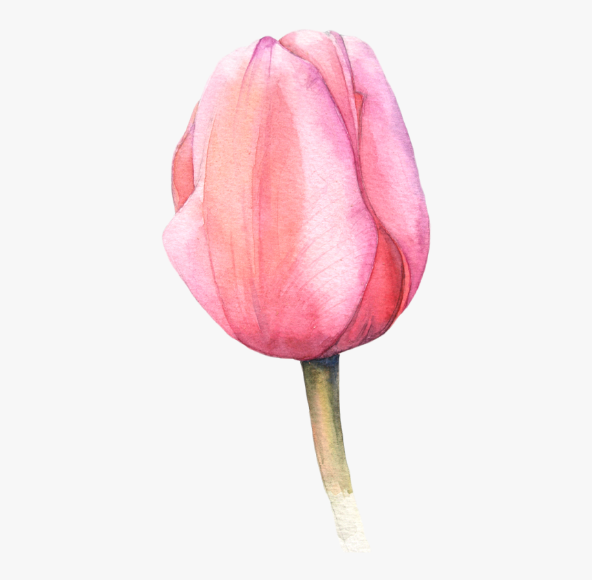 Flowers Clipart Watercolor Tulip, HD Png Download, Free Download