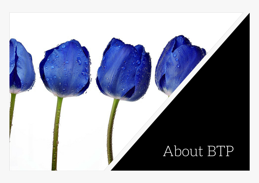 Btp Hp About - Blauwe Tulpen, HD Png Download, Free Download