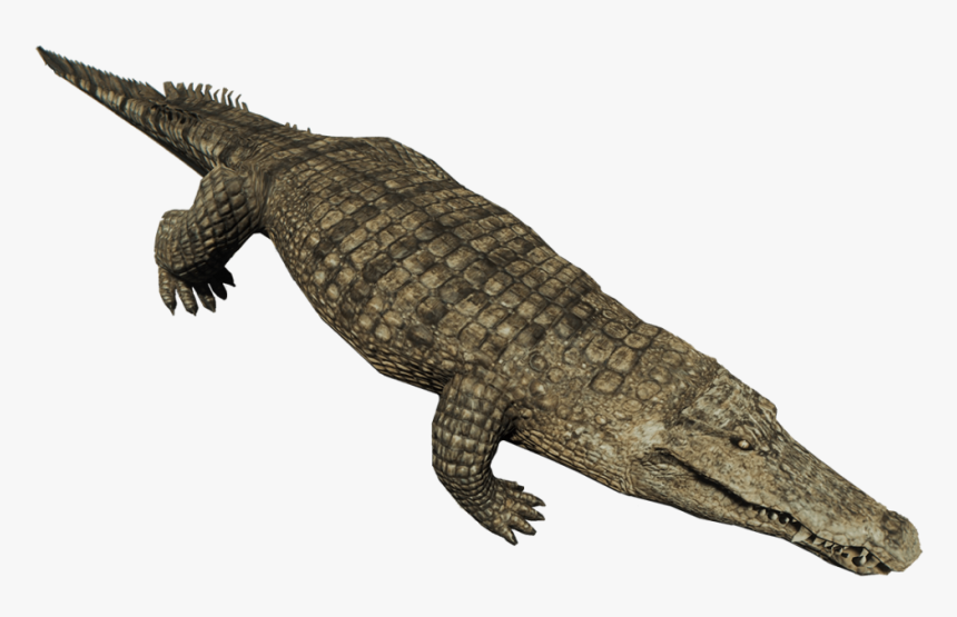 Download Crocodile Png Pic 189 - Crocodile Png, Transparent Png, Free Download