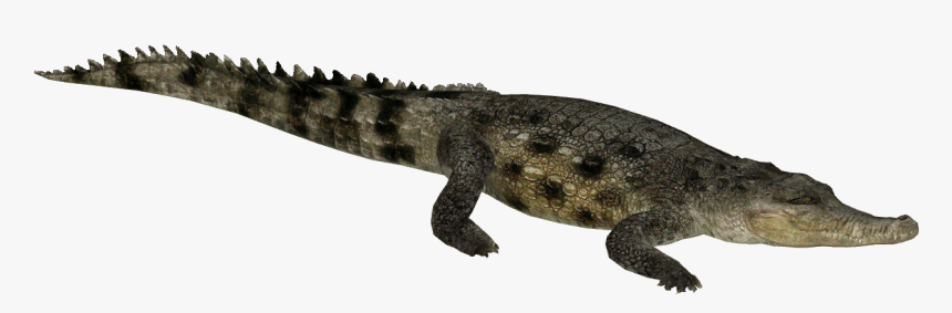 Saltwater Crocodile Png Picture - Zt2 Saltwater Crocodile, Transparent Png, Free Download