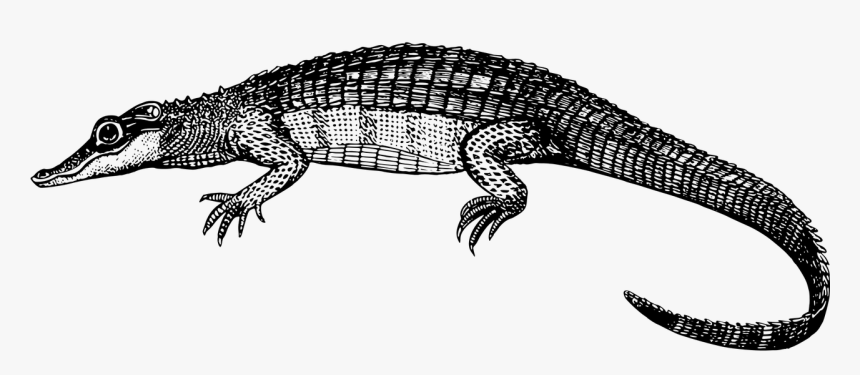 Black Caiman Clip Art, HD Png Download, Free Download
