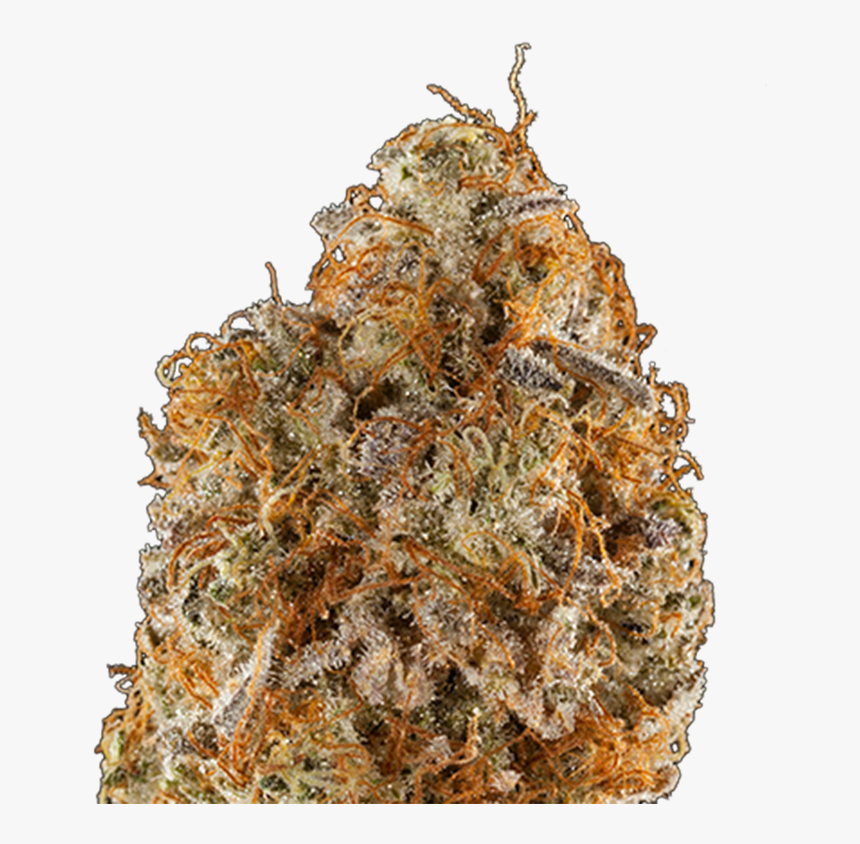 Purple Frost Genetics Stargate Strain Photo - Thorns, Spines, And Prickles, HD Png Download, Free Download