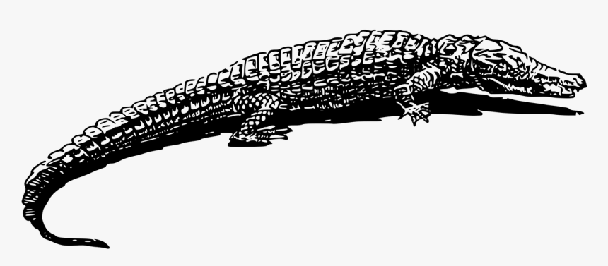 Crocodiles Black And White, HD Png Download, Free Download