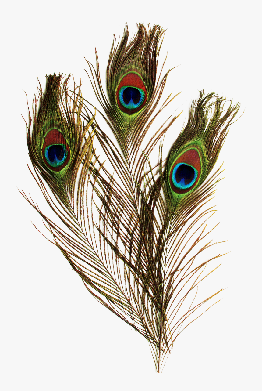 Transparent Peacock Feather Png - Peacock Feather Png Transparent, Png Download, Free Download