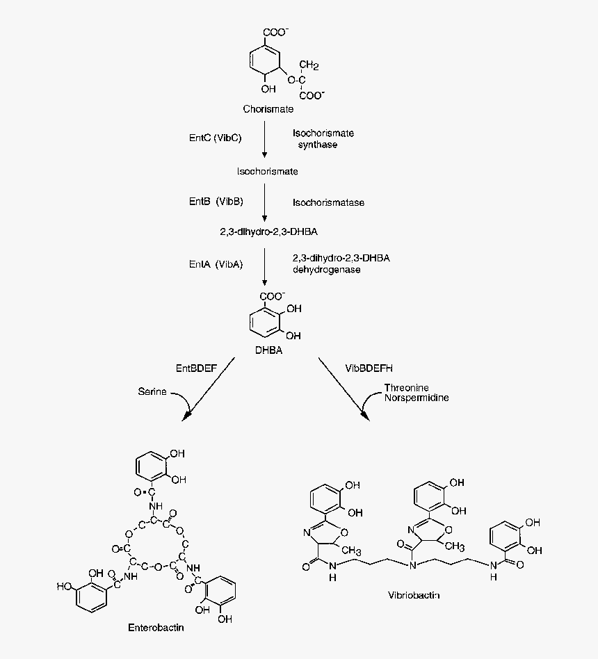 Vibriobactin Biosynthesis, HD Png Download, Free Download