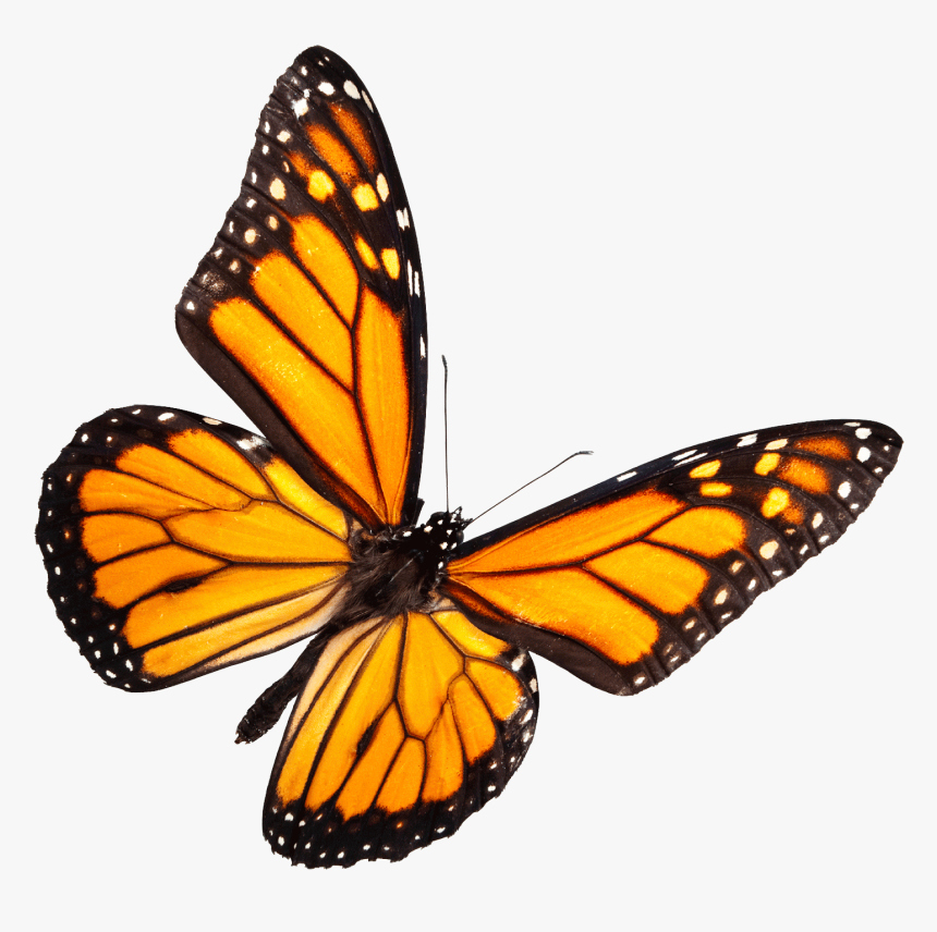 Mariposa Volando Png - Yellow Monarch Butterfly Png, Transparent Png, Free Download