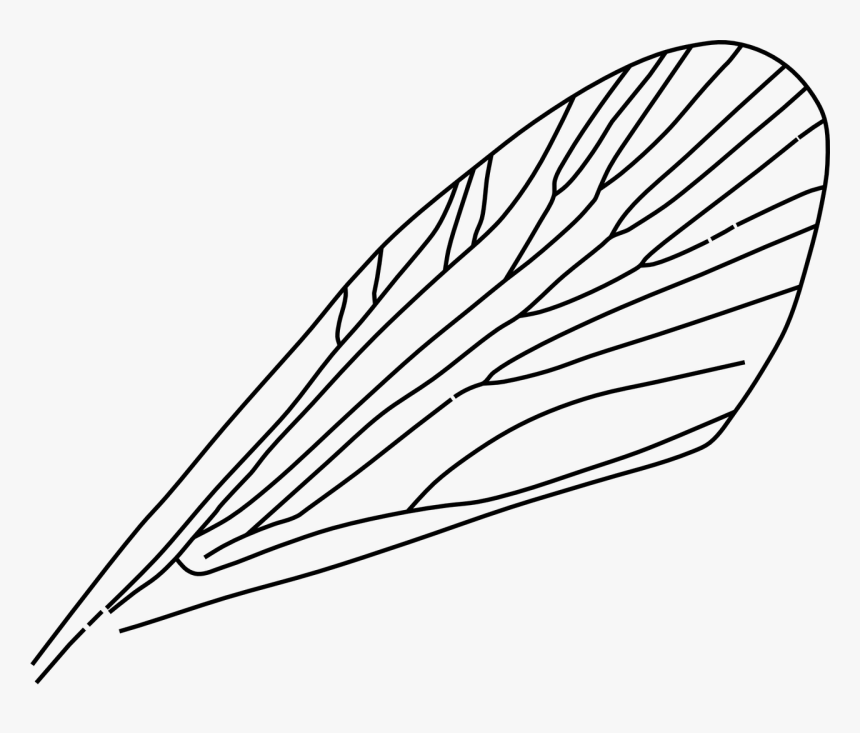 Insect Wings Clipart, HD Png Download, Free Download