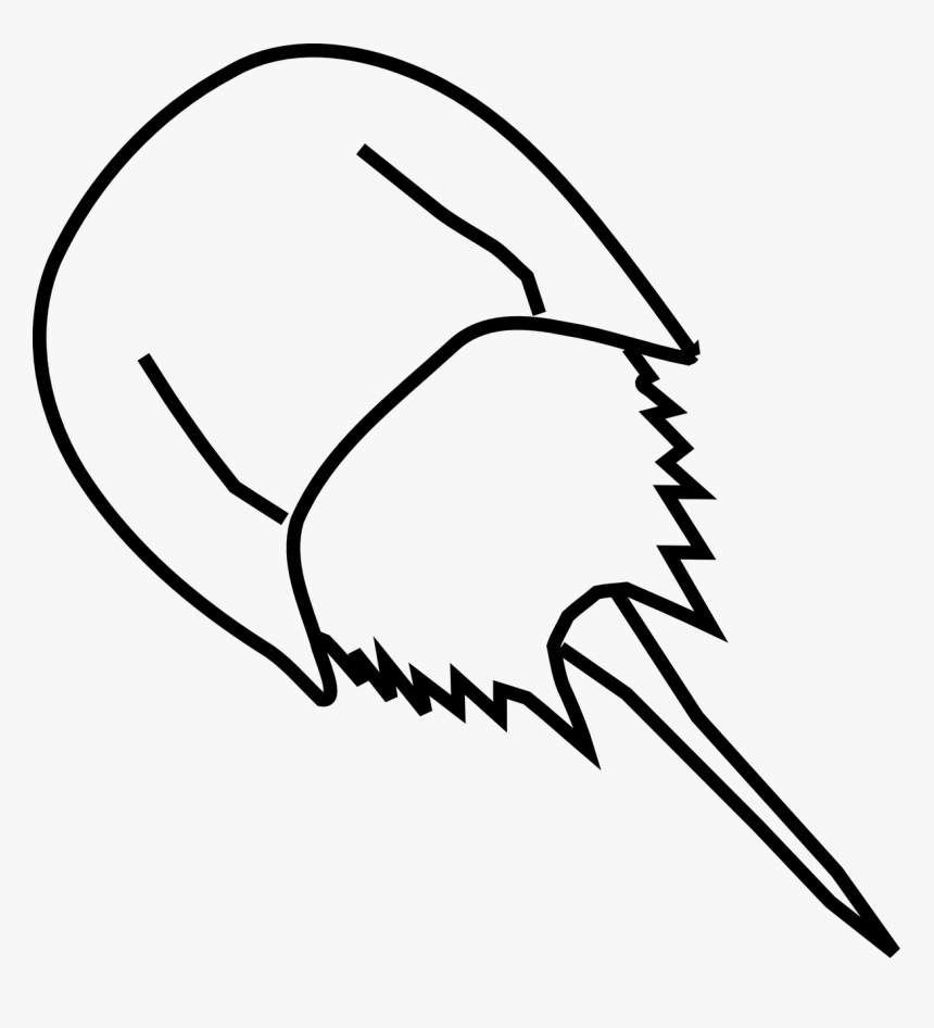 Draw A Horseshoe Crab, HD Png Download, Free Download