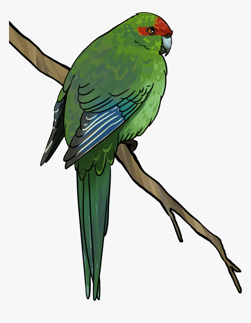 Kakariki - Parakeet, HD Png Download, Free Download