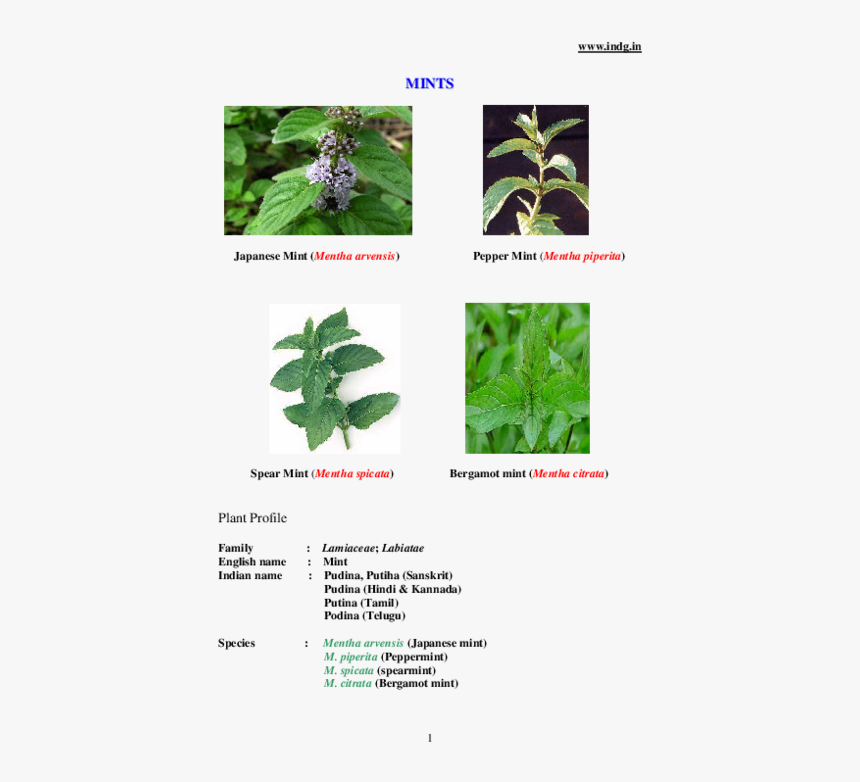 Mentha Spicata, HD Png Download, Free Download