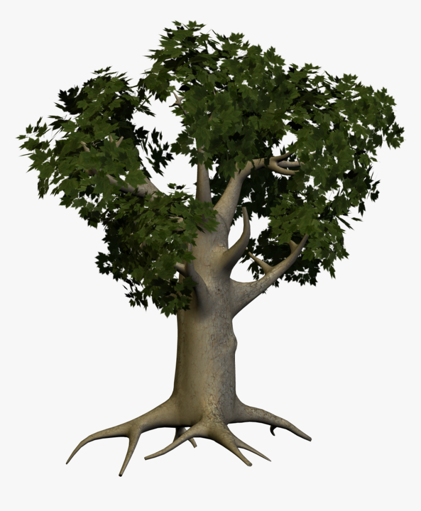Oak Wood Tree Png Image - Big Tree Png Hd, Transparent Png, Free Download