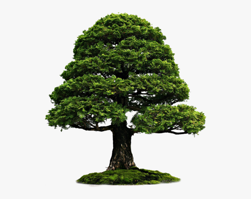 Outdoor Wood Tree Png Image - Bonsai Hd Png, Transparent Png, Free Download