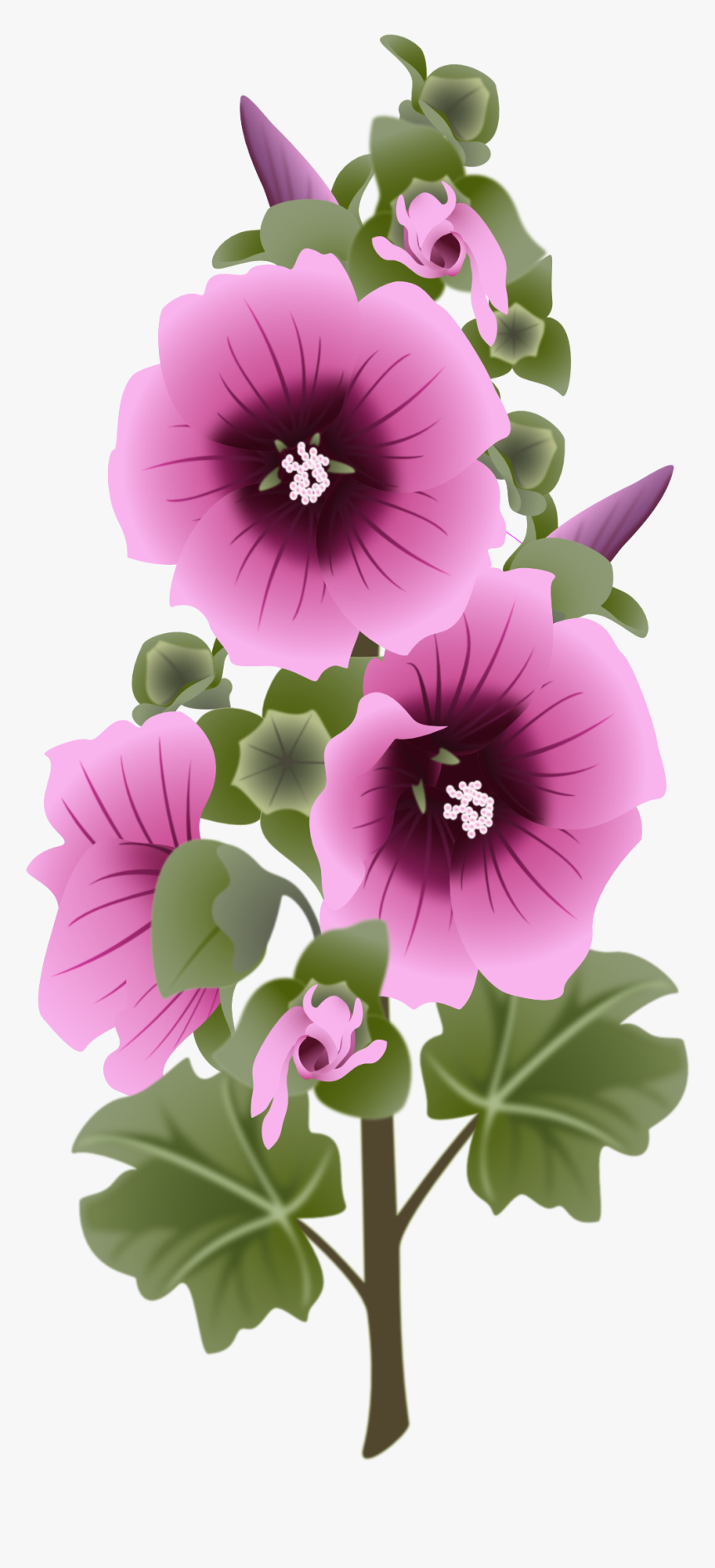 Hollyhock New - Dessin Rose Trémière, HD Png Download, Free Download