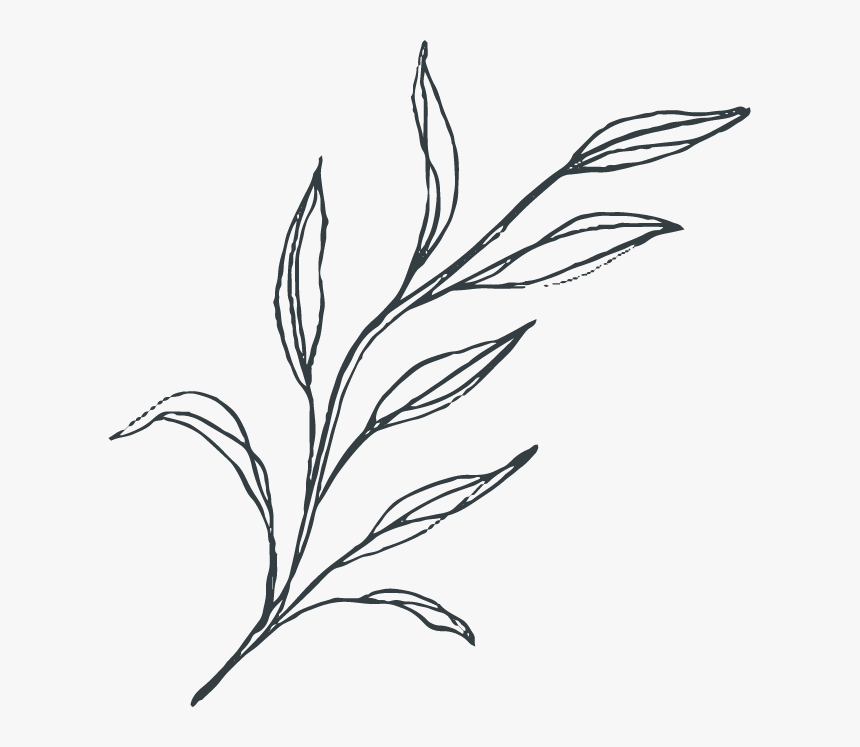 Botanical Vector Illustrations - Sketch, HD Png Download, Free Download