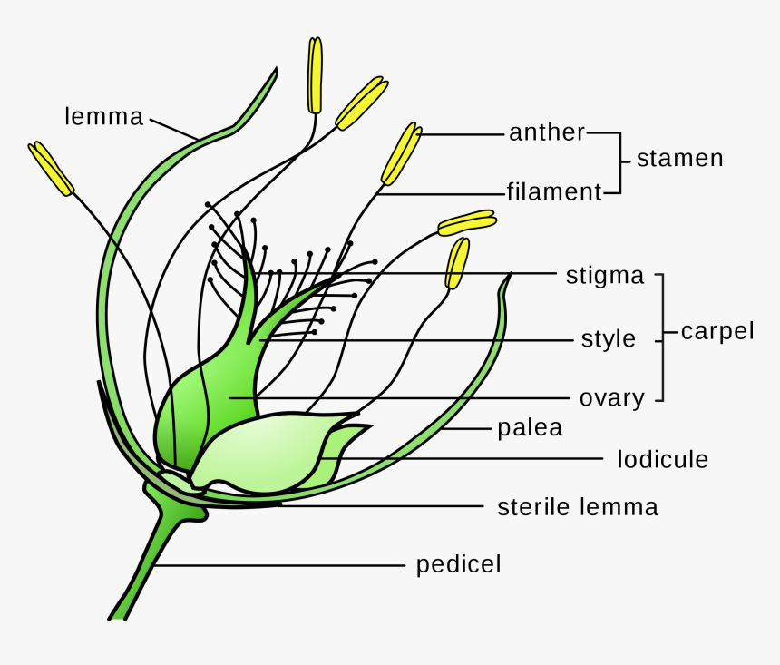 Wind Pollination Wind Pollinated Flower Diagram, HD Png Download, Free Download