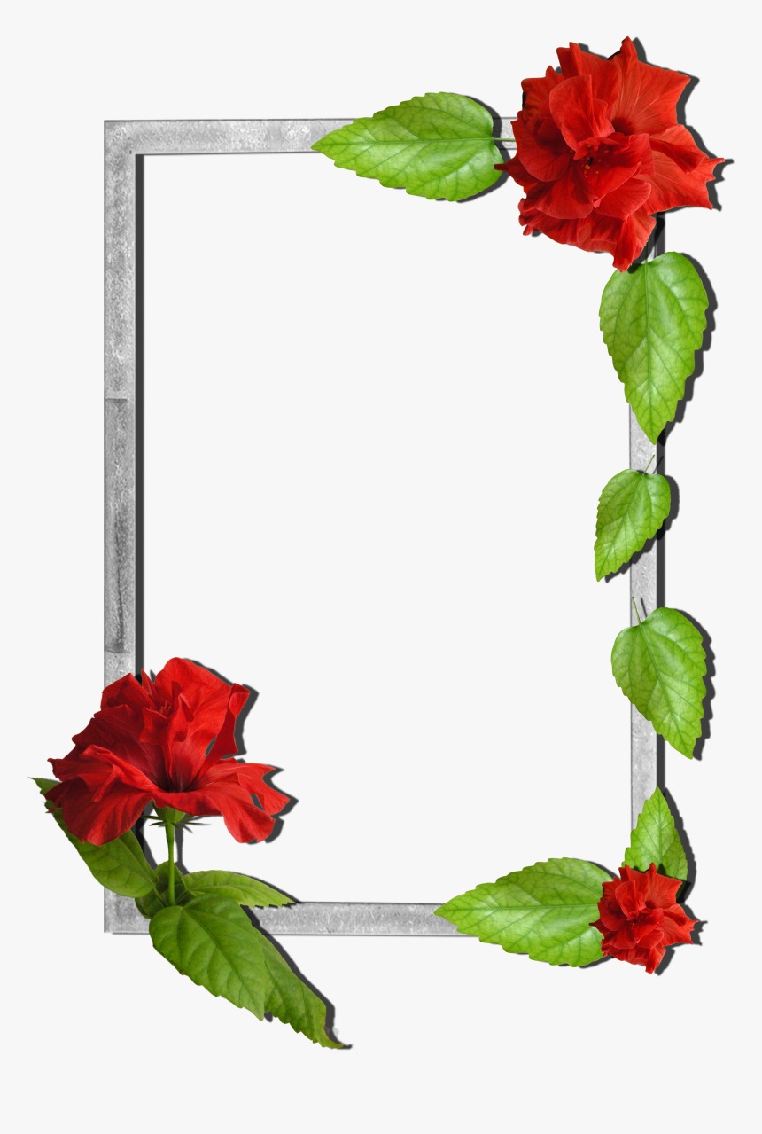 Frame Flower Png Hd, Transparent Png, Free Download