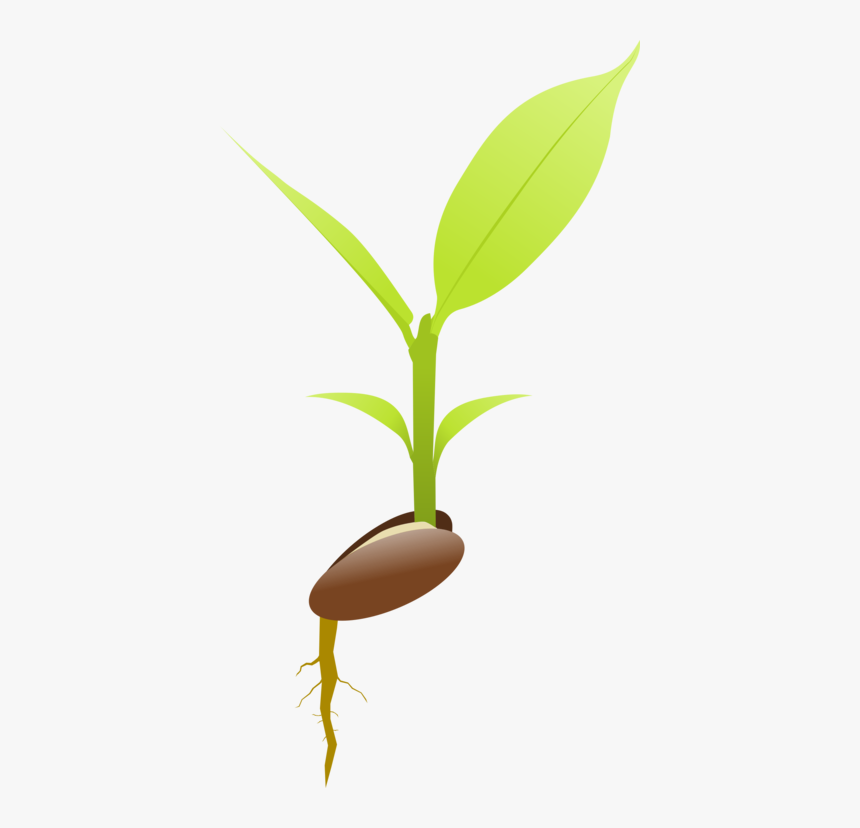 Botany,plant,flower - Illustration, HD Png Download, Free Download