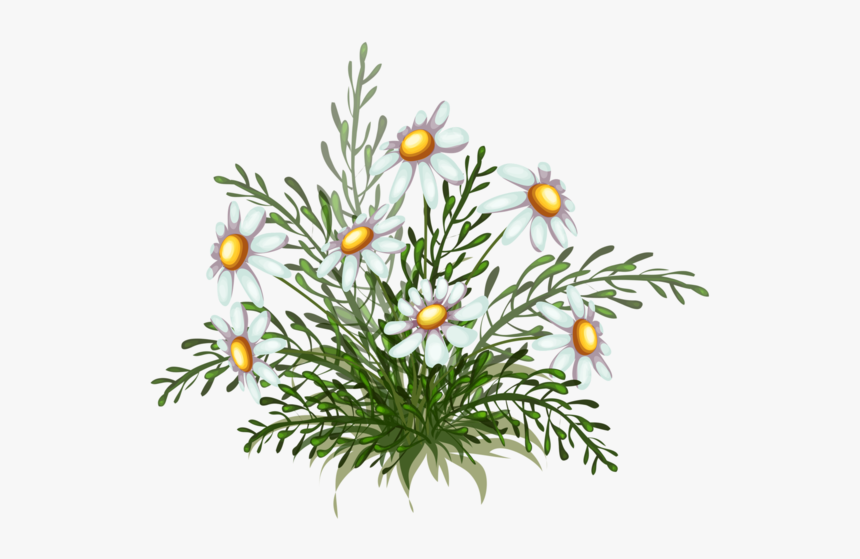 Chamomile, HD Png Download, Free Download