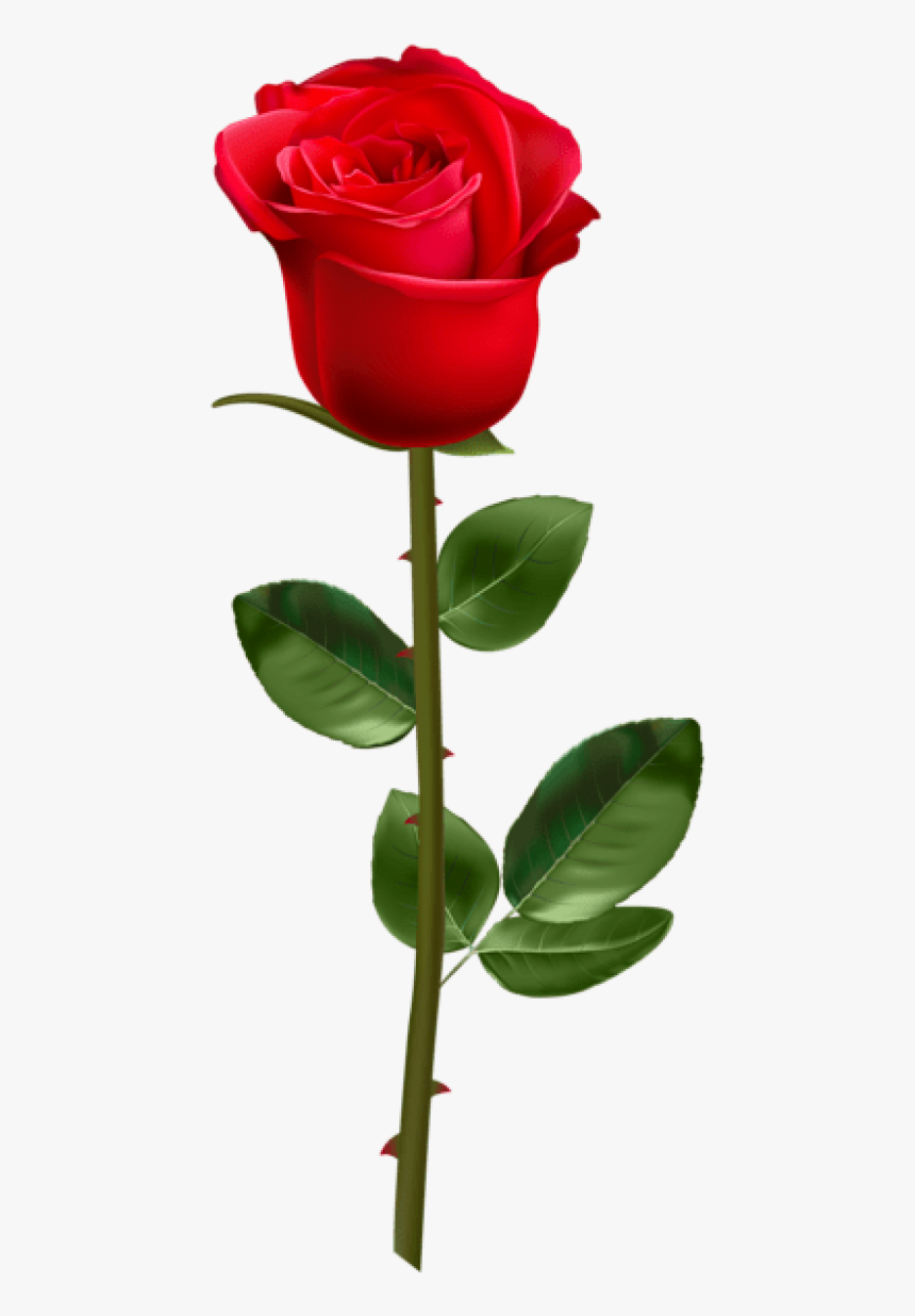 Free Png Download Red Rose With Stem Transparent Png - Red Rose With Stem, Png Download, Free Download