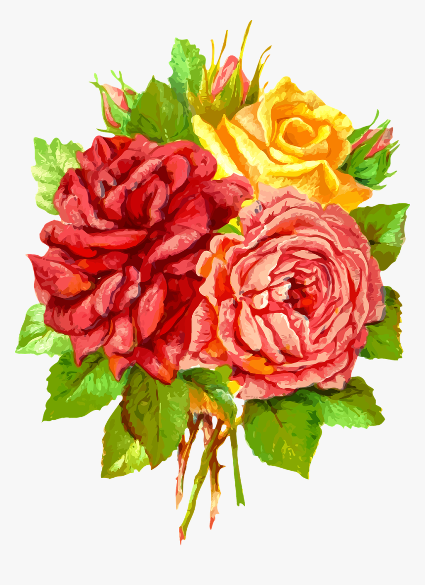 Rose Plant Png, Transparent Png, Free Download