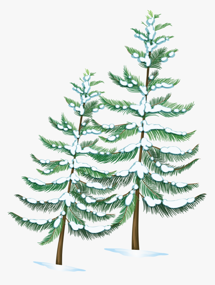 White Pine, HD Png Download, Free Download