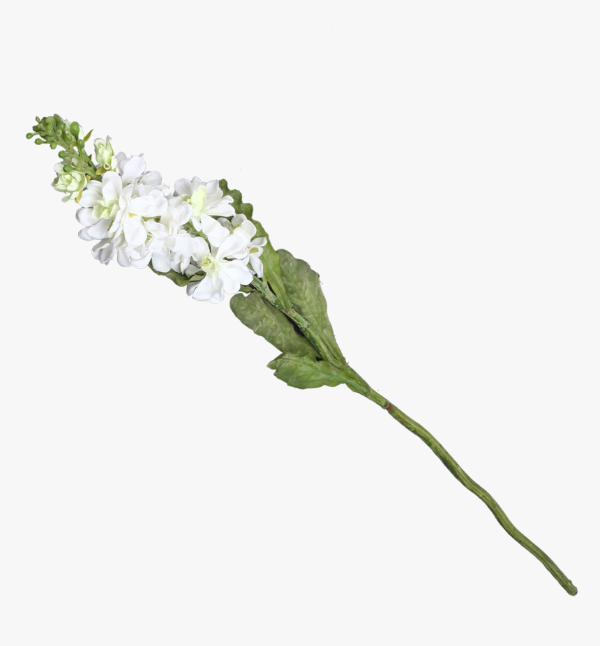 White Stock Flower Png, Transparent Png, Free Download