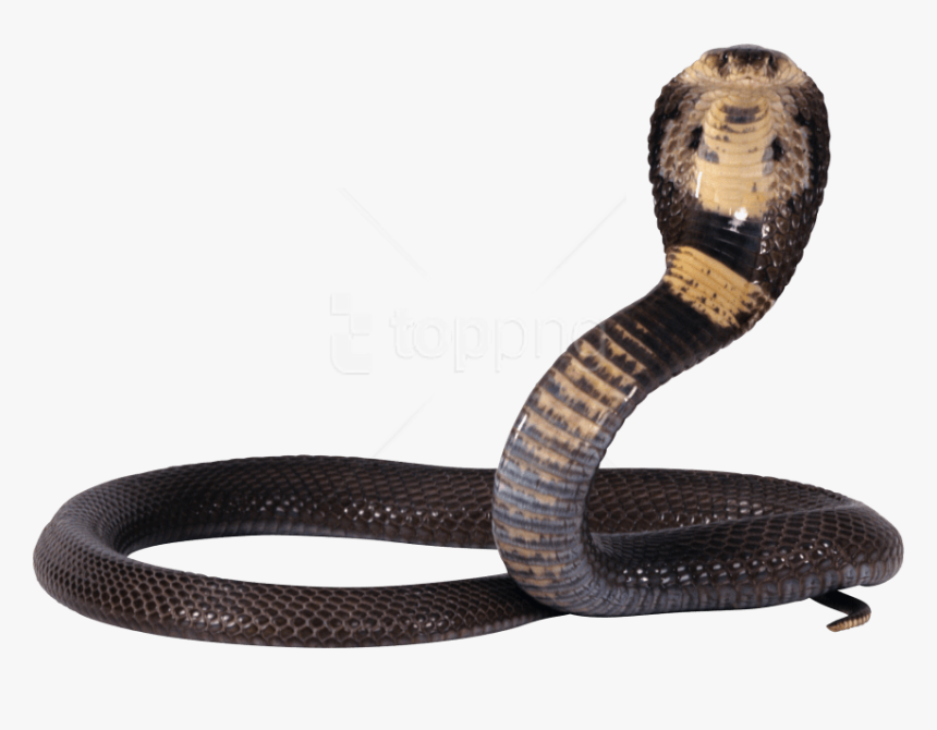 Free Png Download Snake Png Images Background Png Images - Nagara Panchami 2019 Date, Transparent Png, Free Download