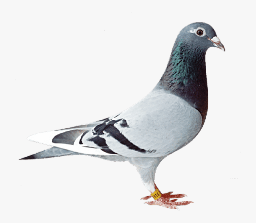 Old Line Racing Pigeon, HD Png Download, Free Download