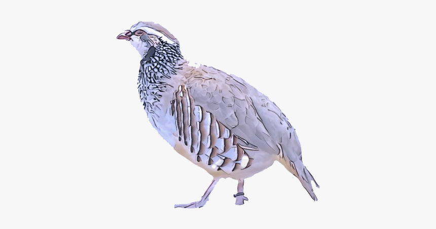 Partridge Png Background Image - Quail, Transparent Png, Free Download