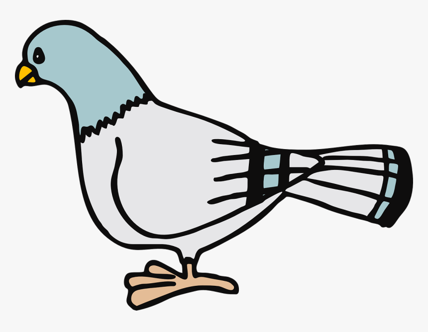 Homing Pigeon Columbidae Bird Don"t Let The Pigeon - Pigeon Clip Art, HD Png Download, Free Download