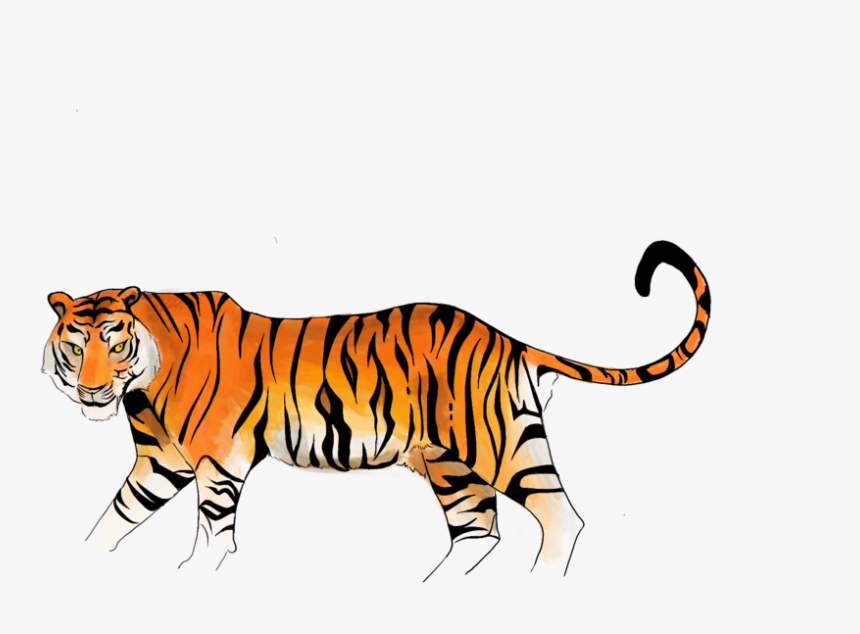 Tiger - Siberian Tiger, HD Png Download, Free Download