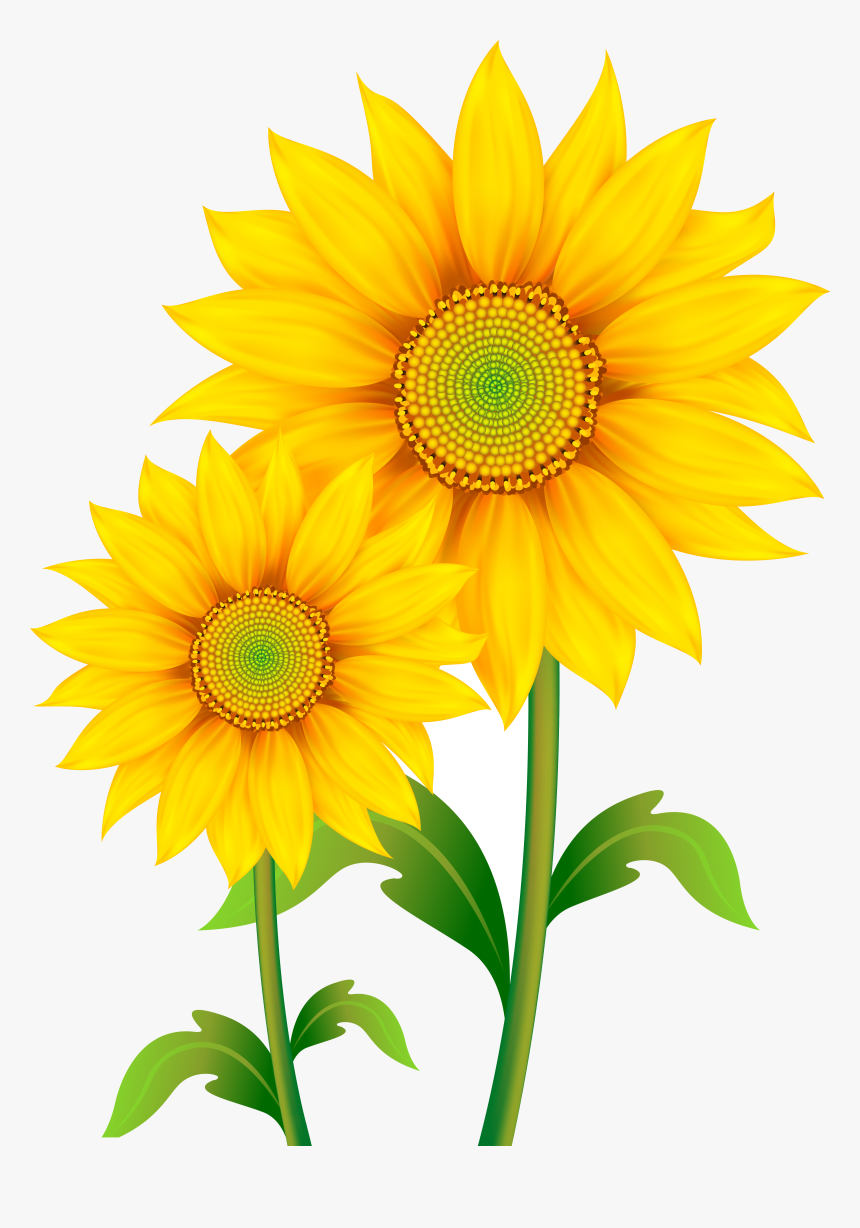 Transparent Background Sunflower Clipart, HD Png Download, Free Download