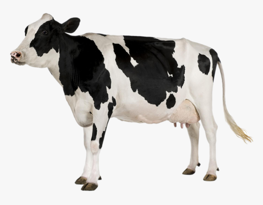 Transparent Cow Clipart Black And White - Cow Png, Png Download, Free Download