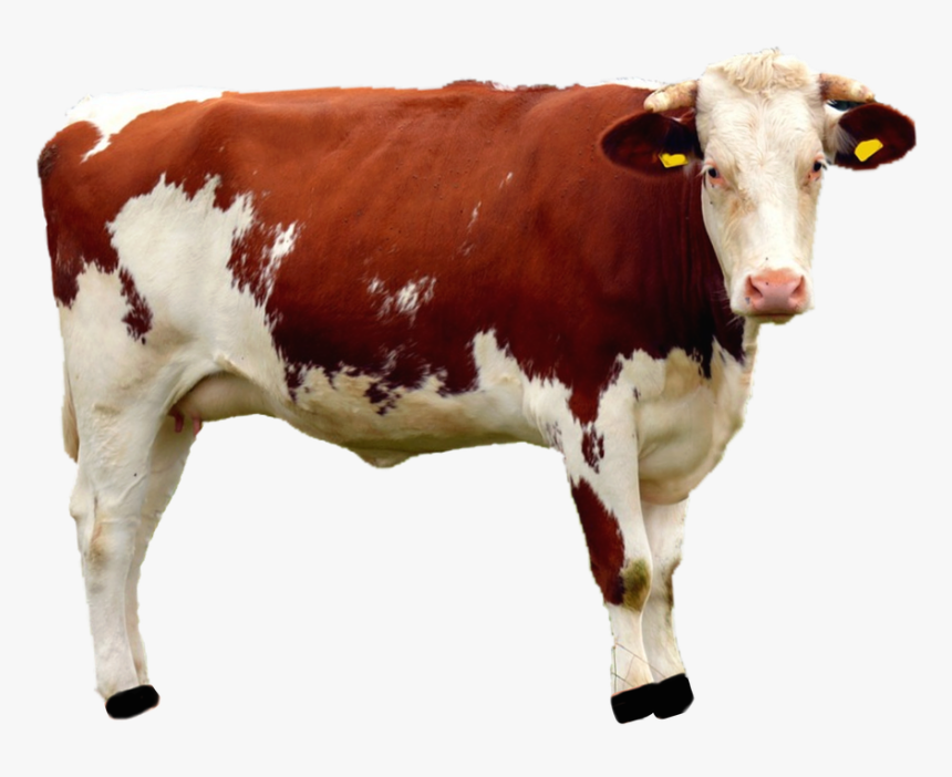 Thumb Image - Beef Cattle Png, Transparent Png, Free Download