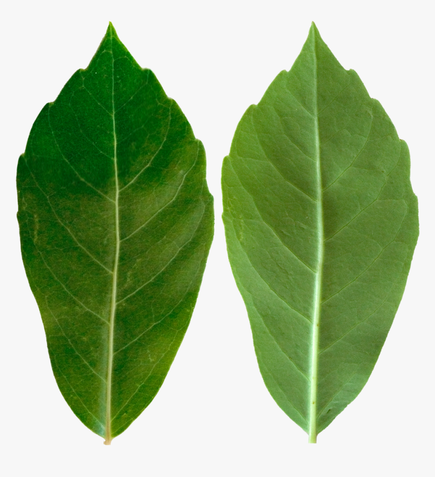 Dark Green Tall Leaf - American Holly, HD Png Download, Free Download