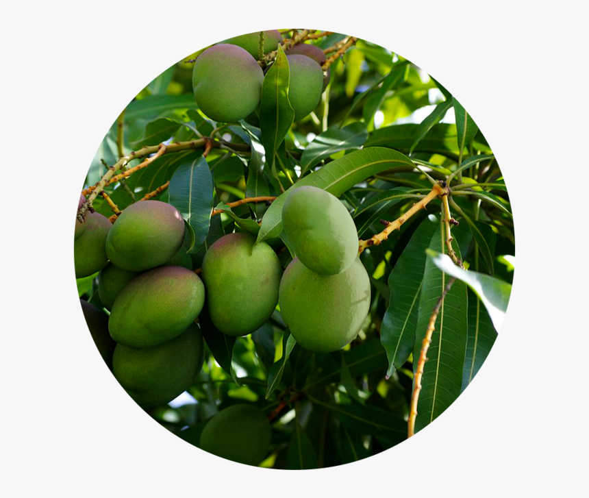 Tree - Mango Tree, HD Png Download, Free Download