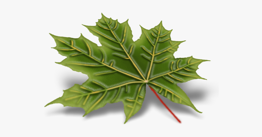 Sbdgxr9 - Maple Leaf, HD Png Download, Free Download