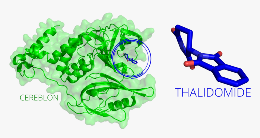 20170525 Thalidomide Cereblon - Graphics, HD Png Download, Free Download