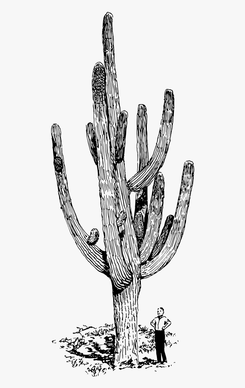 Saguaro Cactus Black And White Drawing, HD Png Download, Free Download