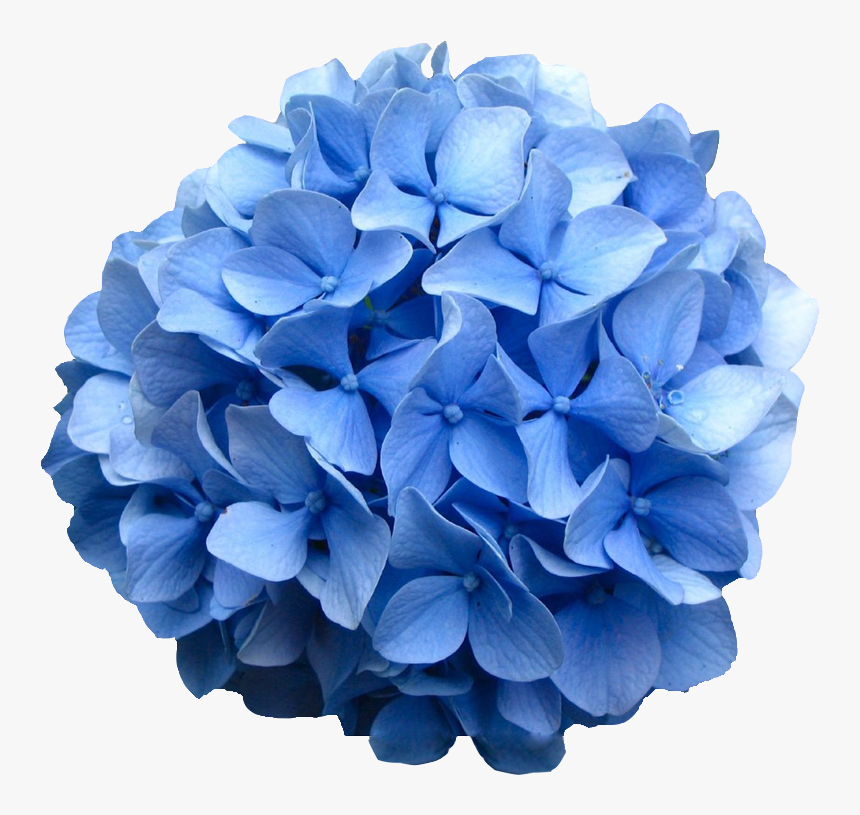 Transparent Flowers Png Tumblr - Hydrangea Png, Png Download, Free Download