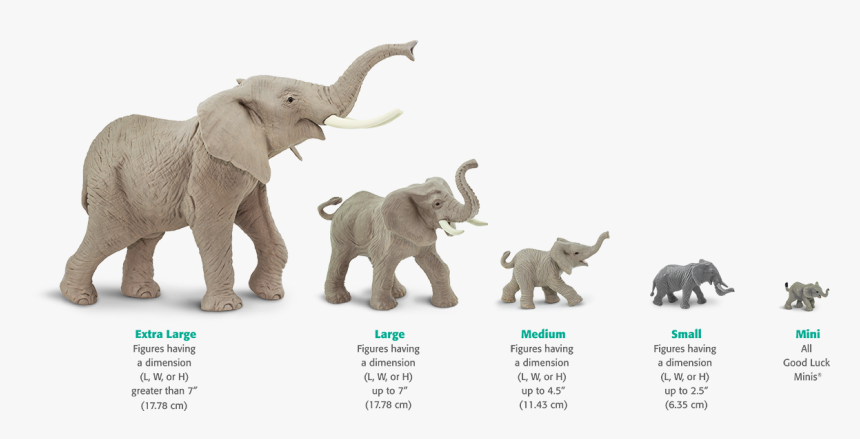 Elephant Life Cycle Chart, HD Png Download, Free Download