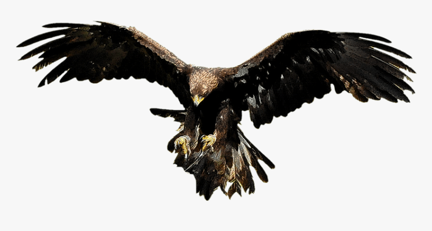 Thumb Image - Eagle, HD Png Download, Free Download