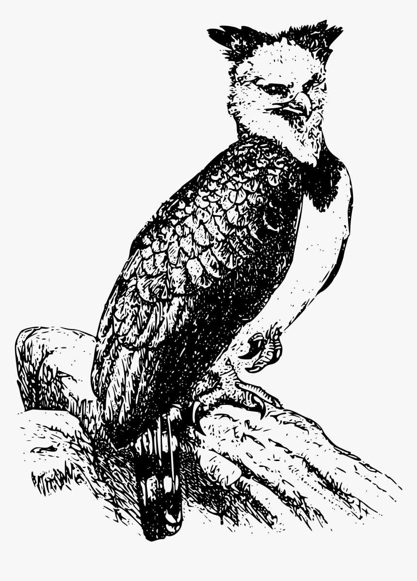 Aguila Arpia En Dibujo , Png Download - Harpy Eagle Clipart, Transparent Png, Free Download