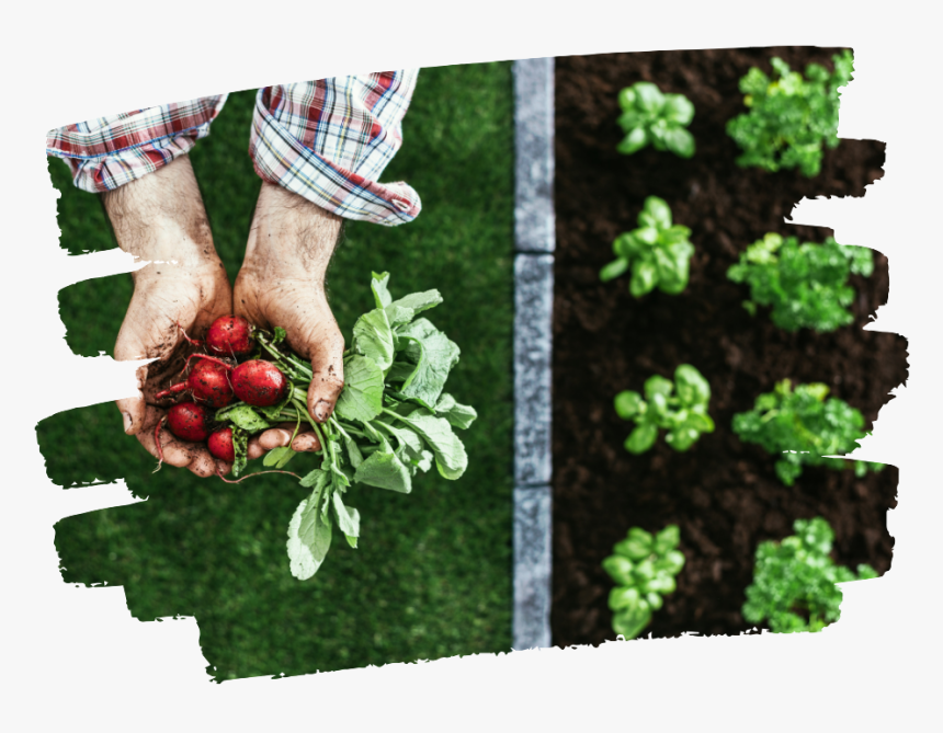 Garden Radishes, HD Png Download, Free Download